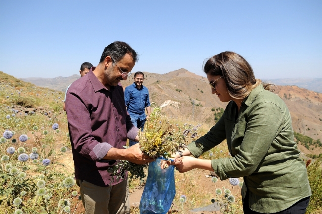 Bitki florasının envanteri ve arıcılık için kırsalda örnek topluyorlar